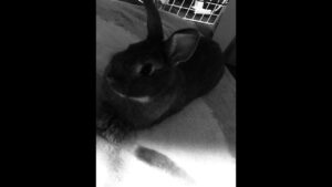 ［雑談メイン］#21   久々にオーバーウォッチ🐰💛［生放送］