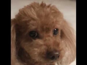 オーバーウォッチ　リーダー(笑)に練習しろといわれたので笑