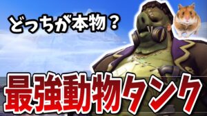 お前は偽物だ！本物のマックスを決めるべくランクマキャリー兵器”アニマルタンク出陣” 【オーバーウォッチ】