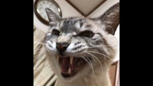 オーバーウォッチ2 プラチナ　害悪ソロマーシーOTP　低画質心の目でみて