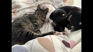 PCオーバーウォッチ　クイックで遊びます